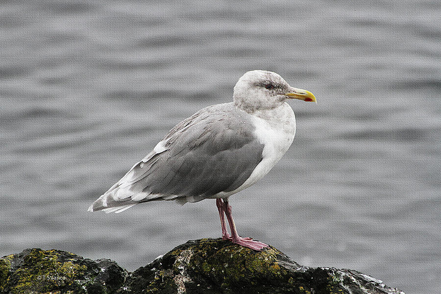 Young Herring Gull On A Rock Photograph by Tom Janca