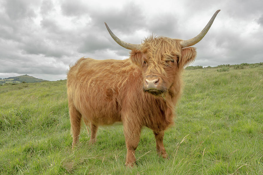 Young Highland Cow Photograph by Lee Dawe - Fine Art America