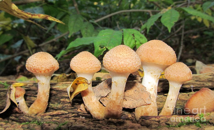 Young Honey Mushrooms Photograph by Joshua Bales