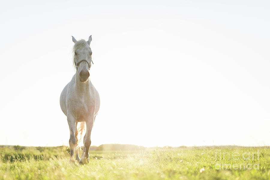 Young horse trotting ahead on the green grass field. Photograph by Michal Bednarek