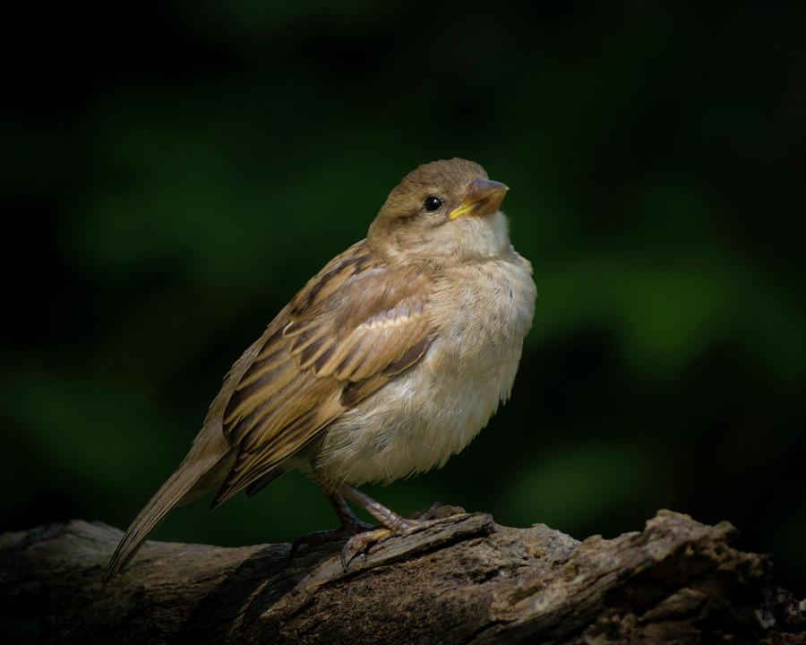 Young House Sparrow Photograph by Kenneth Cole