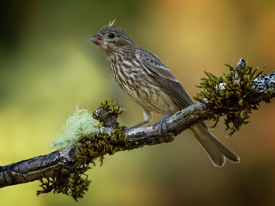 Young House Finch Photograph by Inge Riis McDonald