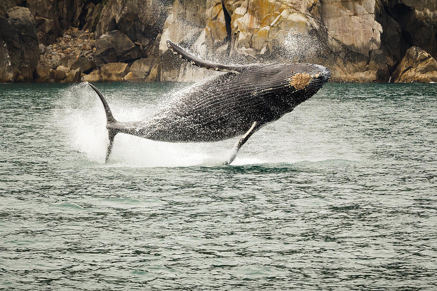 Young Humpback Whale Breaching for Fun Photograph by Joni Eskridge
