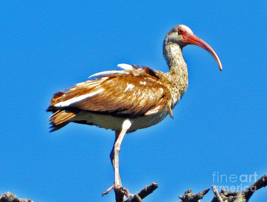 Young Ibis Photograph by Lydia Holly