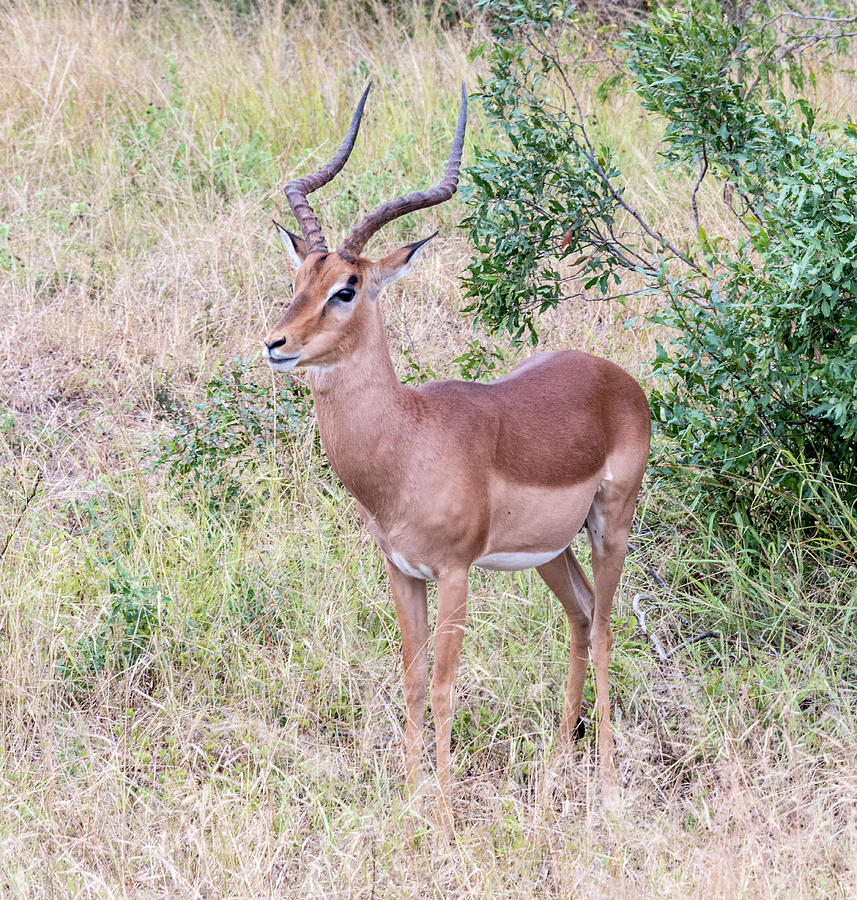 Young Impala Buck Photograph by Bob VonDrachek
