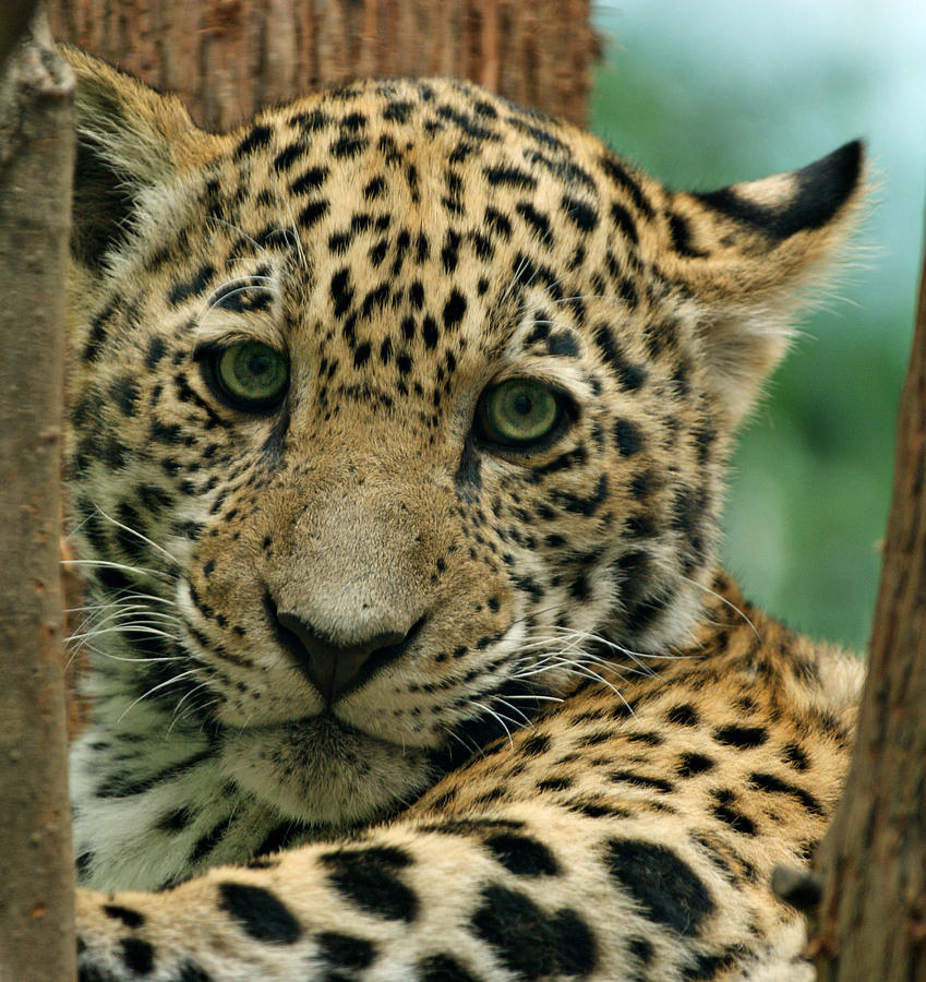 Young Jaguar Photograph by Sandy Keeton
