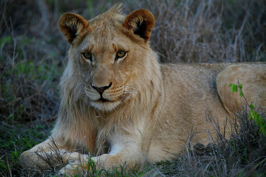 Young King Photograph by Bruce J Robinson
