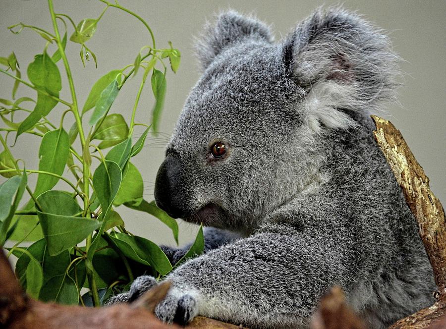 Young Koala Bear Photograph by Ronda Ryan