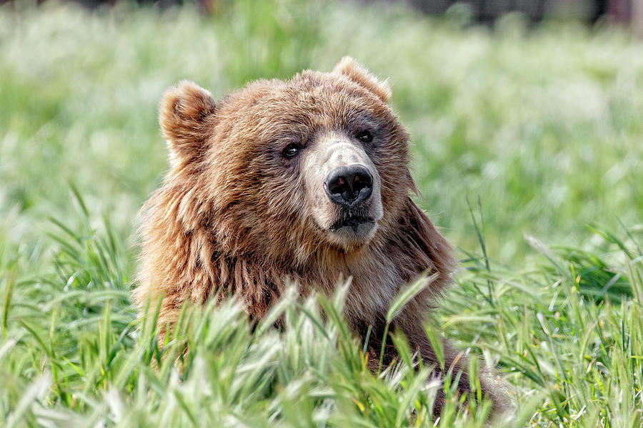 Wildlife Photograph - Young Kodiak Bear by Wes and Dotty Weber