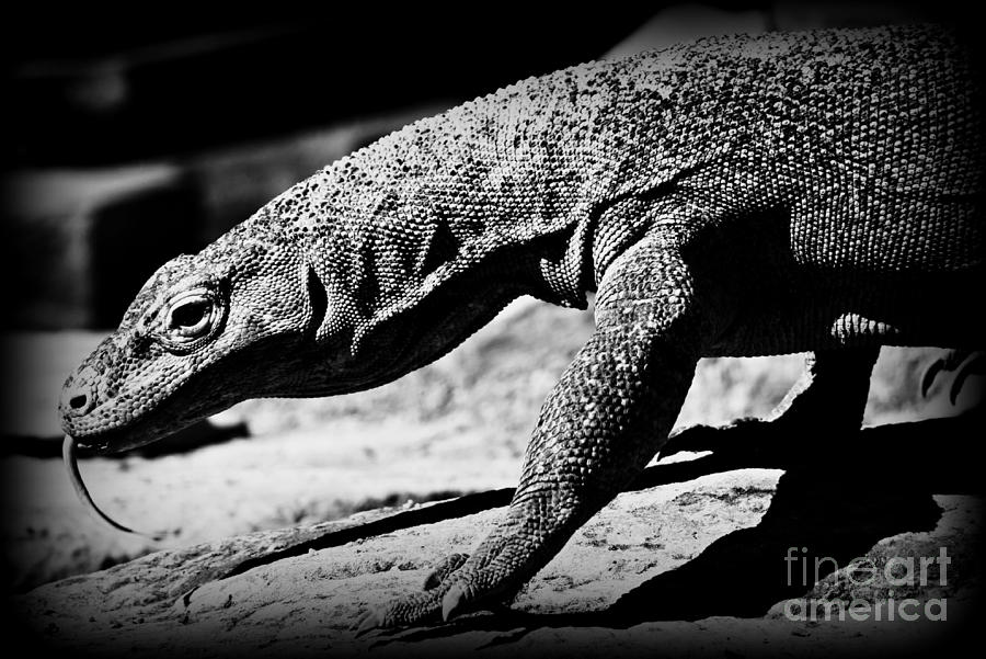 Young Komodo Photograph by Clare Bevan