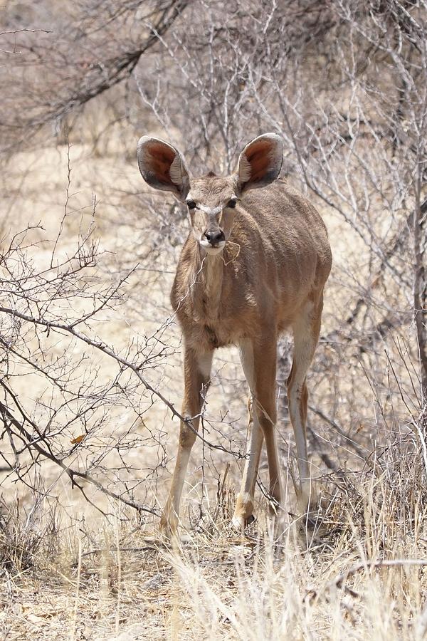 Young Kudu Photograph by Ernest Echols