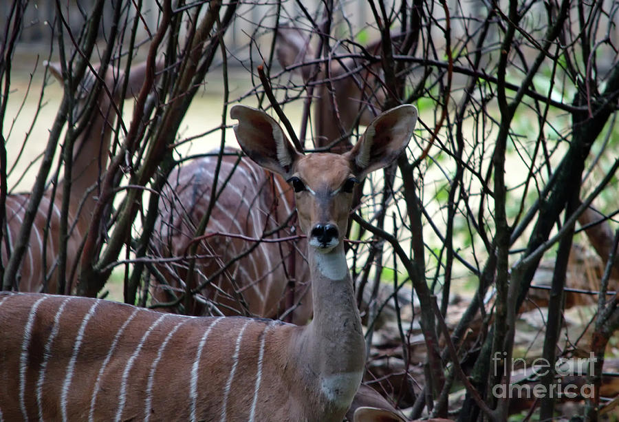 Young Kudu Photograph by Michelle Meenawong