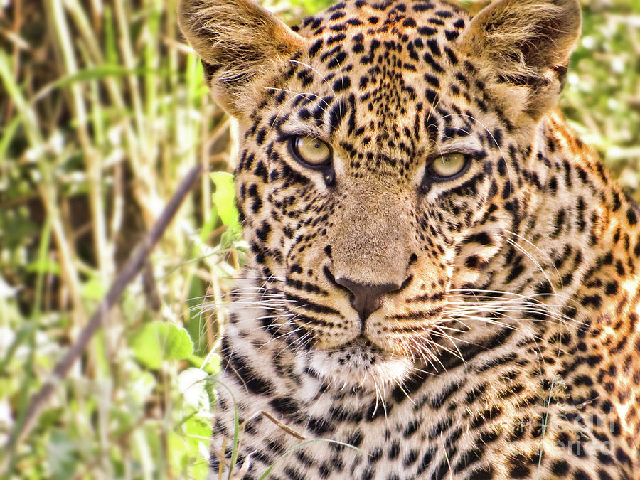 Wildlife Photograph - Young Leopard portrait, South Africa by Delphimages Photo Creations