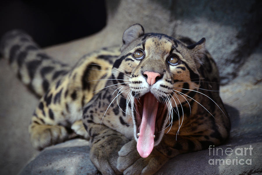 Young Leopard Yawn Photograph by Savannah Gibbs