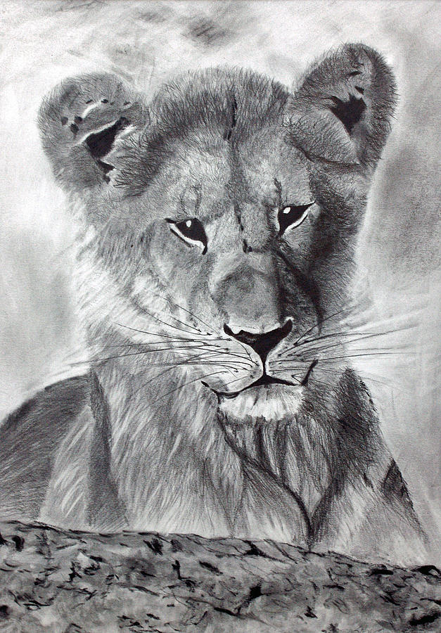 Young Lion at Rest Drawing by Tina Storey Fine Art America