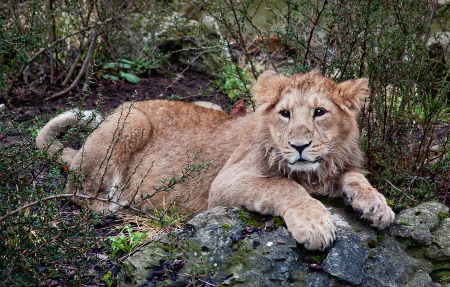 Young Lion  Photograph by Bel Menpes