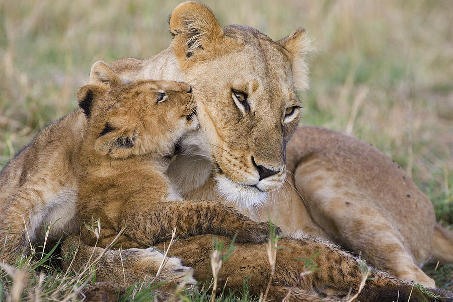 Young Lion Cub Nuzzling Mom Photograph by Suzi Eszterhas