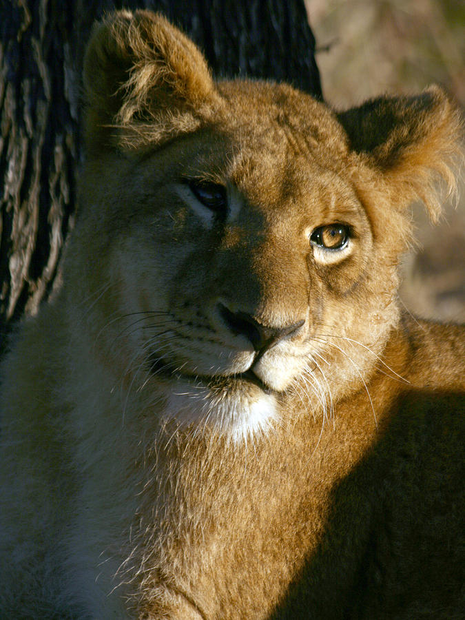 Young Lion Photograph by Karen Zuk Rosenblatt