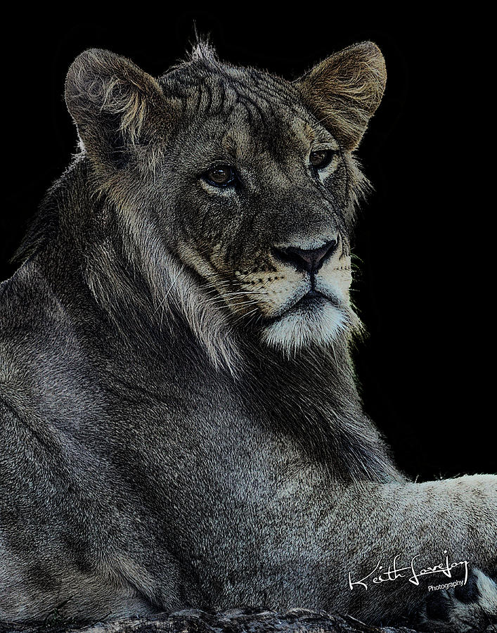Wildlife Photograph - Young Lion by Keith Lovejoy