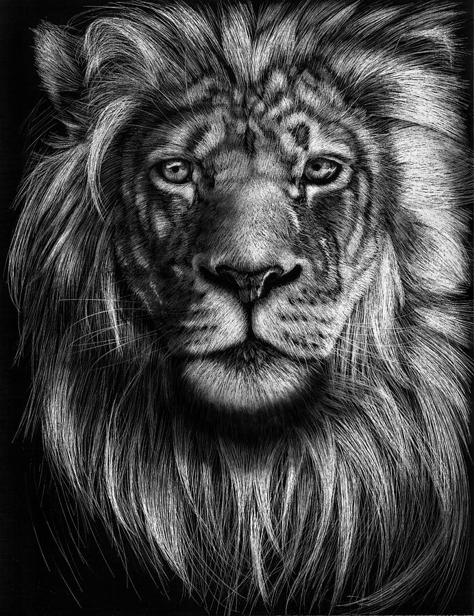 Young Lion Digital Art by Patrick Woehl | Fine Art America