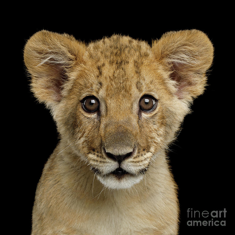 Lion Photograph - Young Lion by Sergey Taran