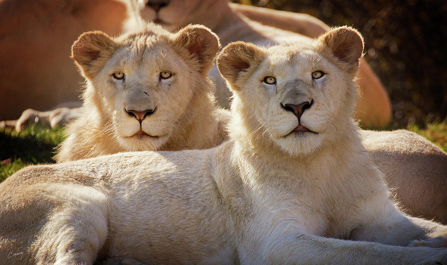 Young Lions Photograph