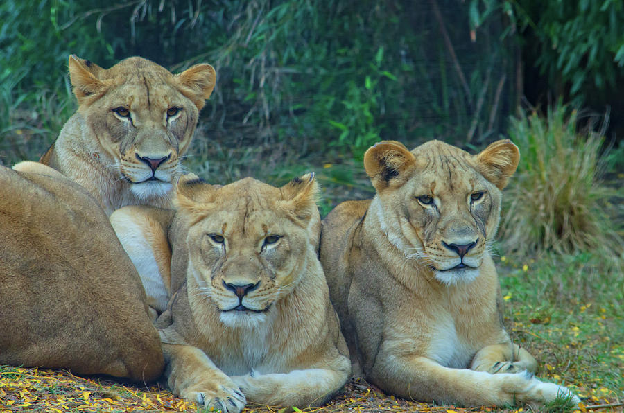 Lioness And Lion Cuddle