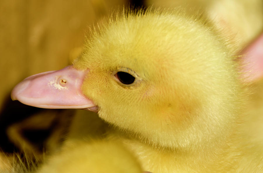 Young little Duck Photograph by Wolfgang Stocker