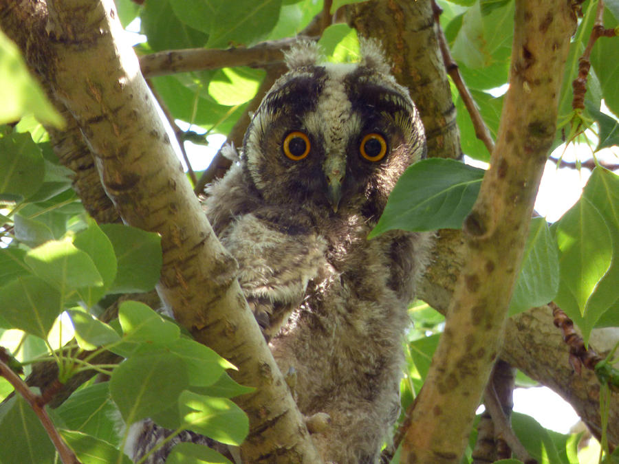 Young Long-eared Owl Photograph