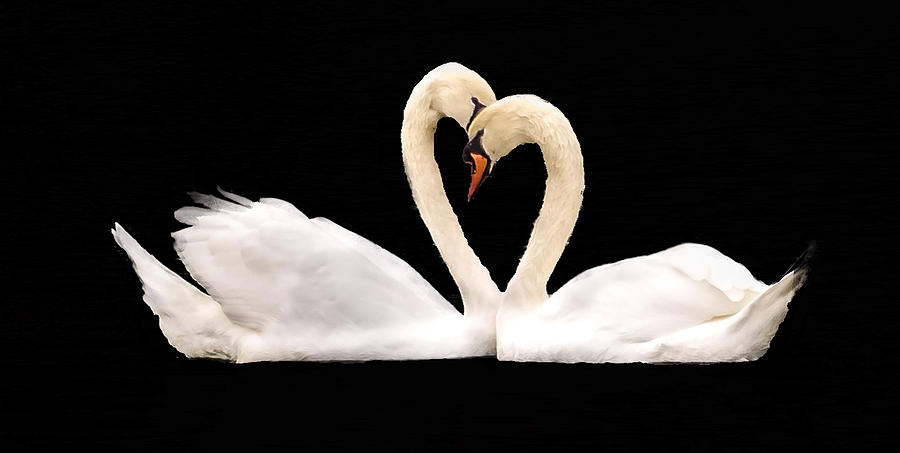 Young Love Photograph by Cathy Donohoue