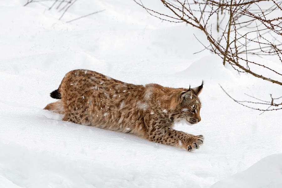Young Lynx in the Snow Photograph by Arterra Picture Library