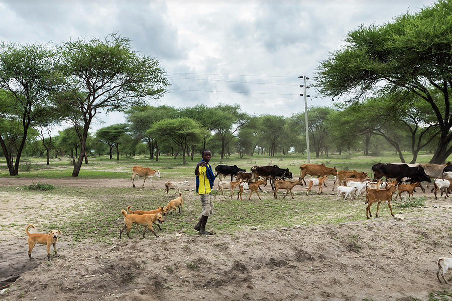 Young maasai shepherd Photograph by RicardMN Photography