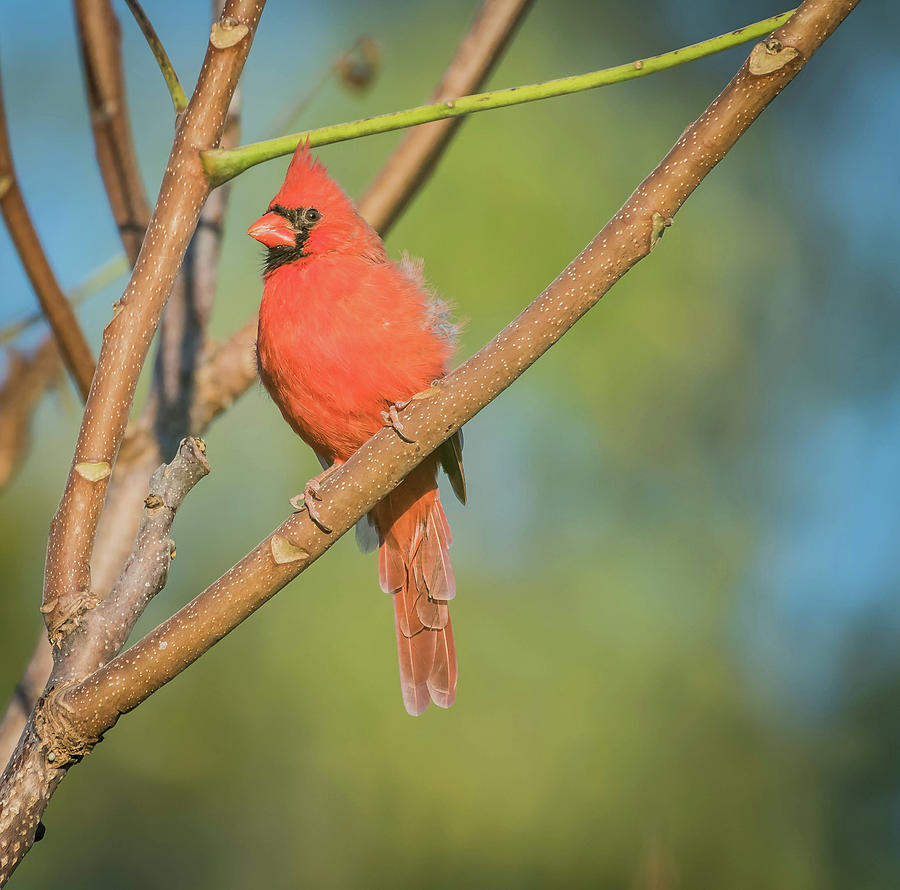 Young Male Cardinal Photograph by Bruce Pritchett