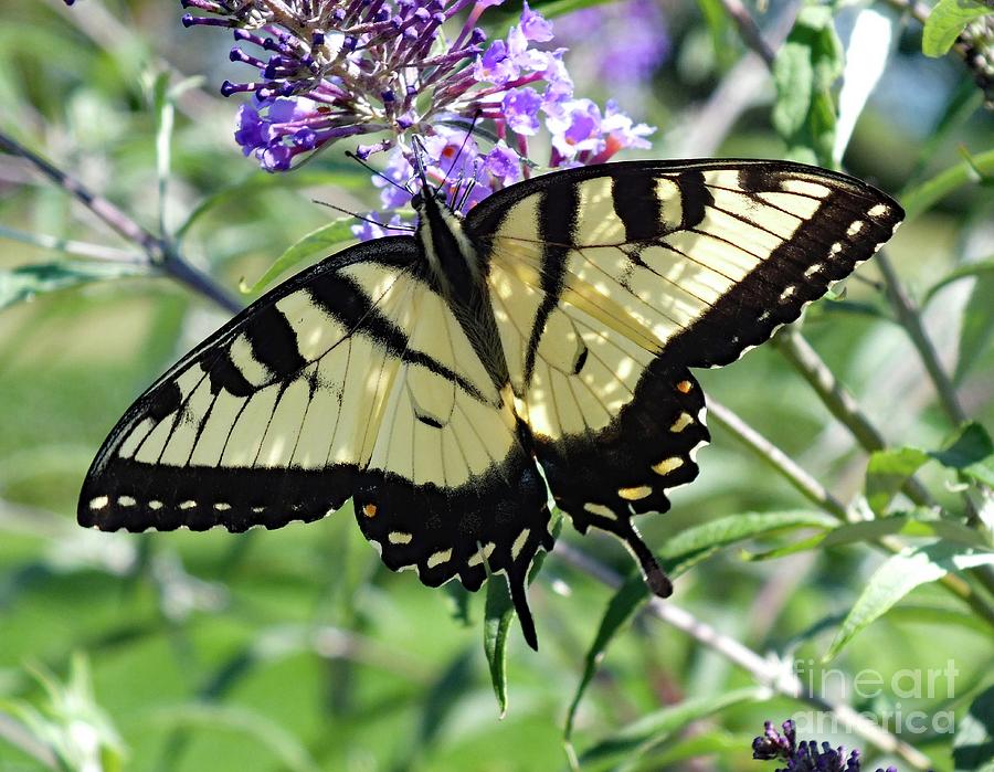 Young Male Eastern Tiger Swallowtail Photograph