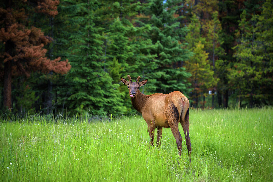 Young male Elk in Banff National Park, Alberta, Canada Photograph by ...