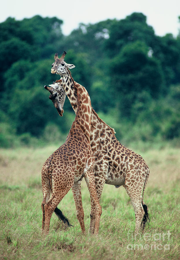 Young Male Giraffes Necking Photograph by Greg Dimijian