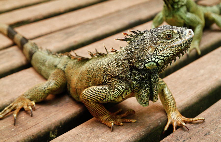 Young Male Iguana - Belize Photograph by Tammy Hankins