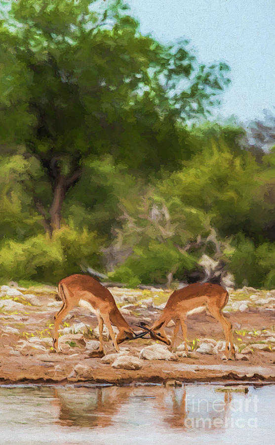 Young male Impalas sparring Digital Art by Liz Leyden