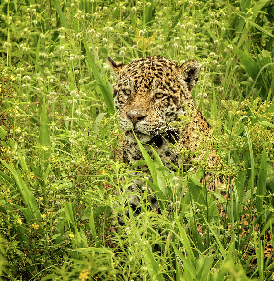 Young Male Jaguars Grassy Rest Photograph by Steven Upton