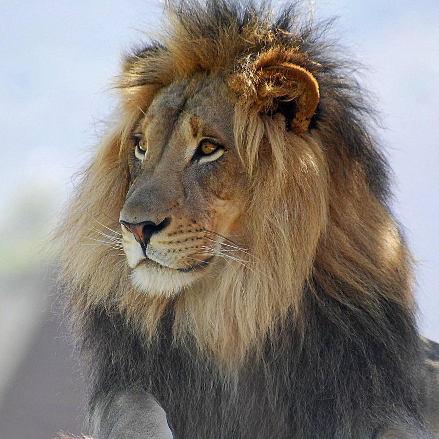 Young Male Lion by Howard Bagley Young Male Lion by Howard Bagley