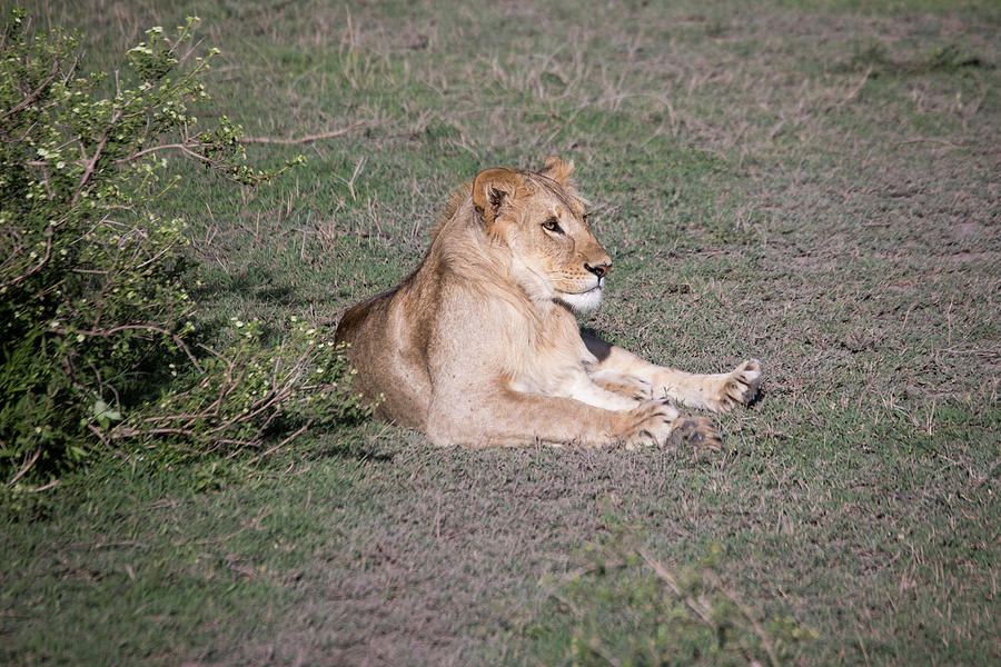 Young male lion portrait, Serengeti, Tanzania Photograph by Karen Foley