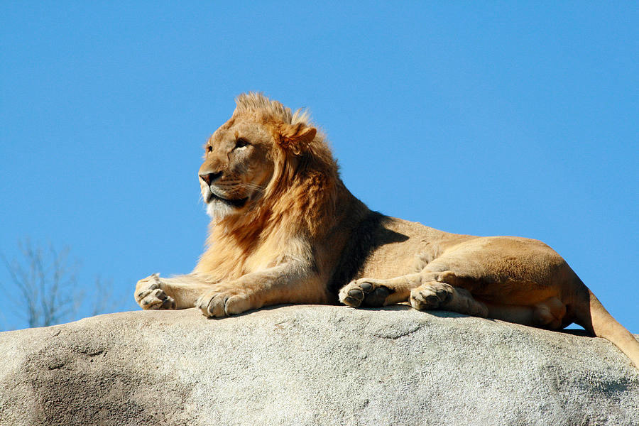 Young Male Lion Reclining On A Rock Photograph by Wendell Clendennen