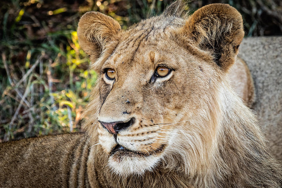 Young Male Lion by Stefan Nielsen Young Male Lion by Stefan Nielsen