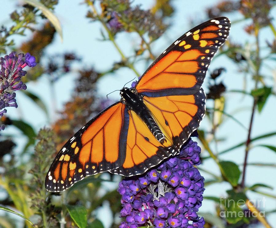 Young Male Monarch - Butterfly Bush Photograph
