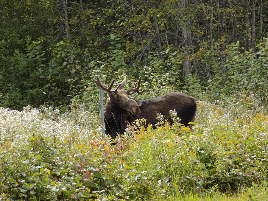 Male Moose Photograph by William Tasker - Fine Art