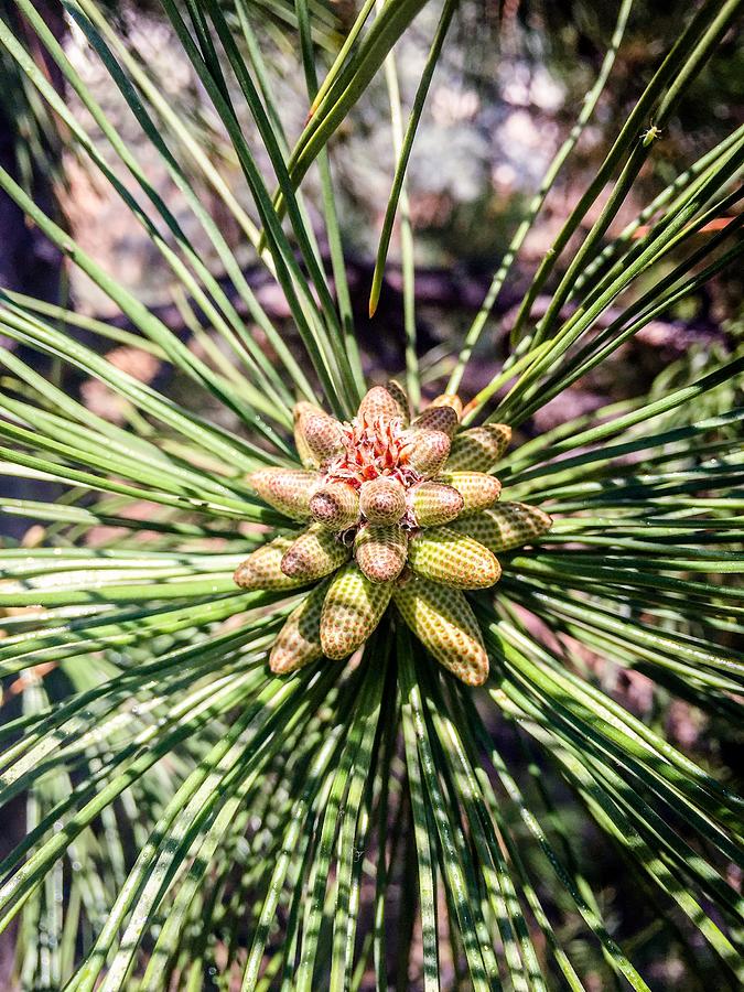 Young Male Pine Cone Photograph by Debra Martz