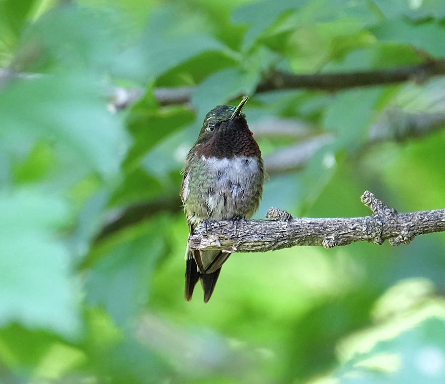 Male Ruby-Throated hummingbird posing for a pic Photograph by Ronda Ryan