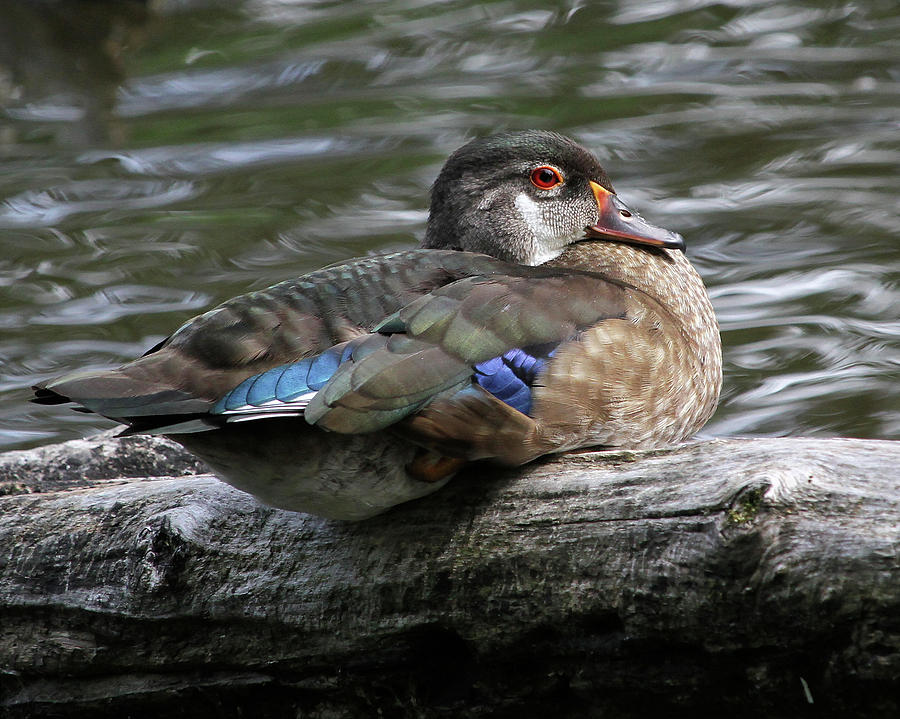 Young Male Wood Duck Photograph by Doris Potter