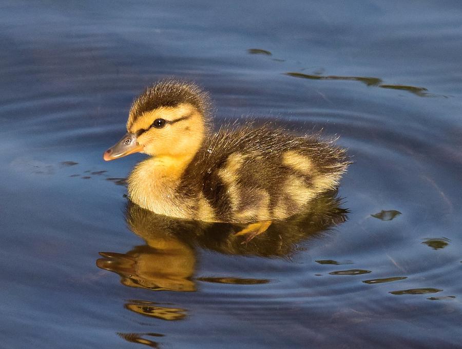 Young Mallard In The Pond Photograph by Laura Christensen