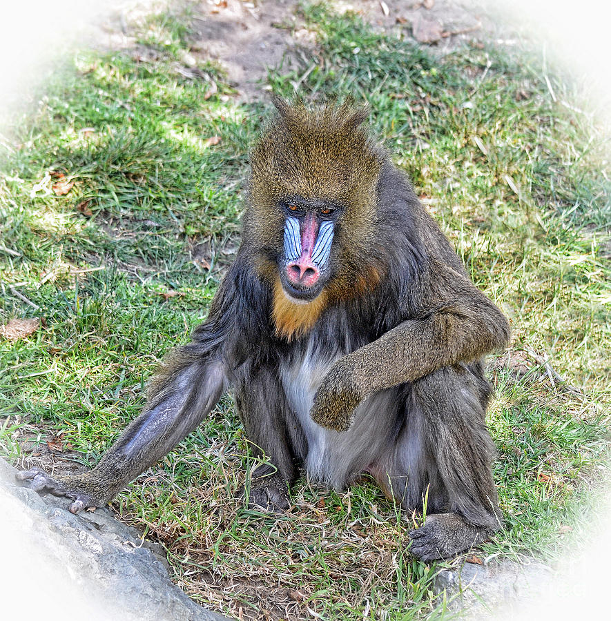 Young Mandrill Fade to White Version II Photograph by Jim Fitzpatrick